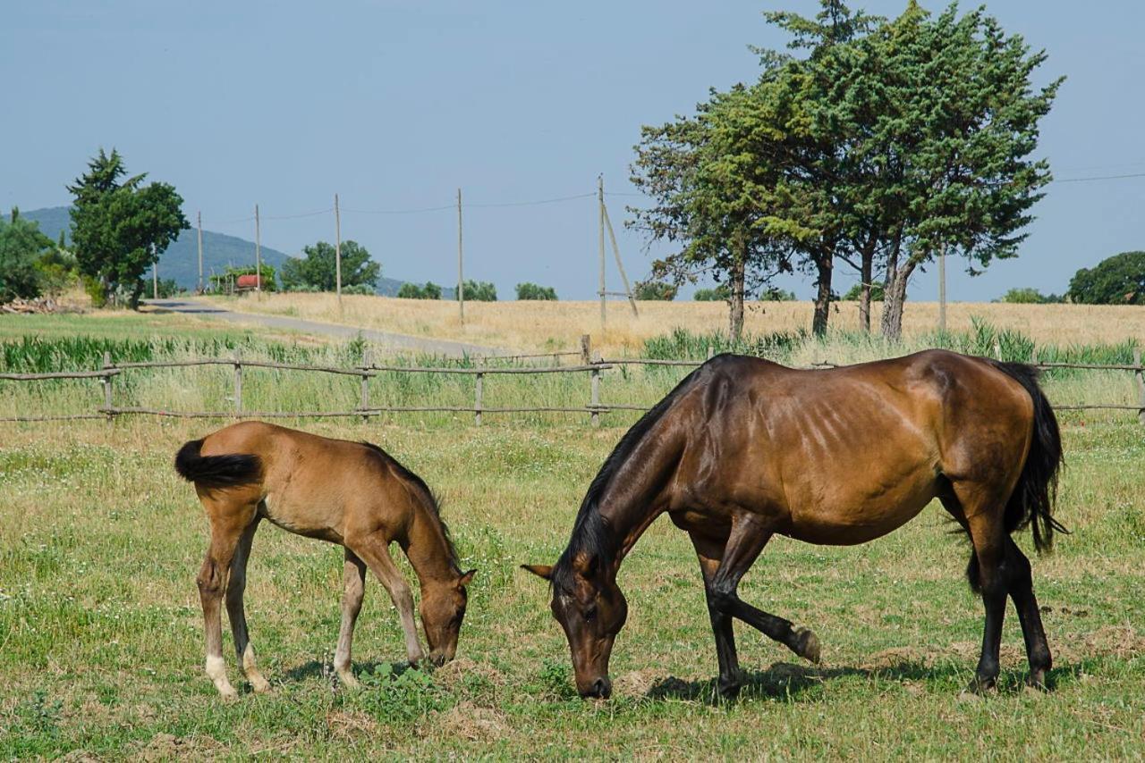 Bio Agriturismo Il Melograno Di Banditella Ristorante Alberese Luaran gambar